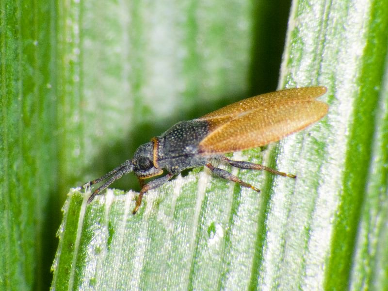 Agramma fallax (Horváth, 1906)